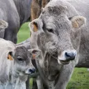 Северо-Кавказстат: В 2021 году в Дагестане произвели почти миллион тонн молока