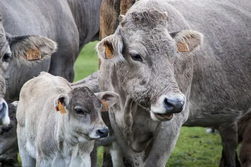 Северо-Кавказстат: В 2021 году в Дагестане произвели почти миллион тонн молока 