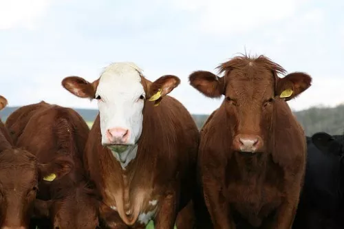 Минсельхоз: Фермерские хозяйства Дагестана активно занимаются молочным скотоводством 